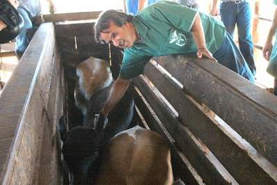 O secretário da Agricultura e Abastecimento, Valter Bianchini na campanha de vacinação contra a Febre Aftosa