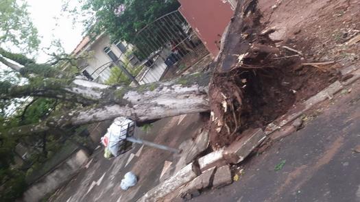 Vento derrubou árvore na rua Guaporé, em Paranavaí