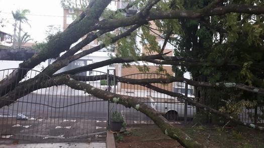 Vento derrubou árvore na rua Guaporé, em Paranavaí