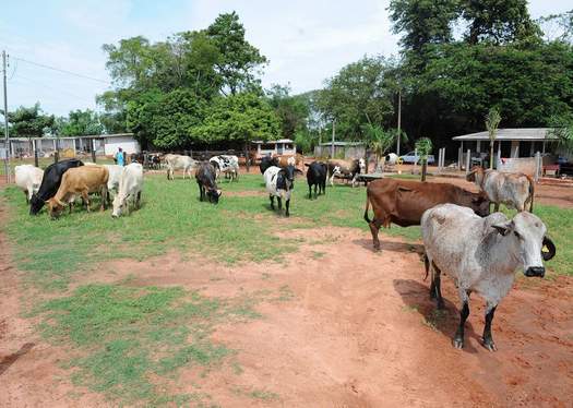 Arrastão conseguiu tirar de circulação quase 30 animais de grande porte que estavam soltos em vias urbanas, em Paranavaí