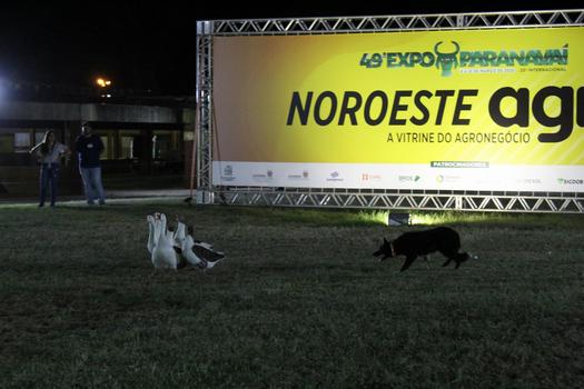 Apresentação de cães de pastoreio na ExpoParanavaí