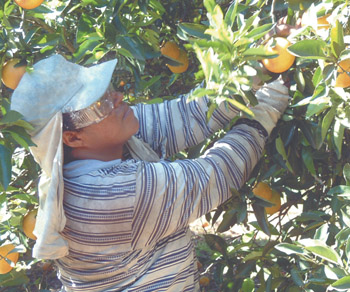 Começa a safra de laranja na região de Paranavaí