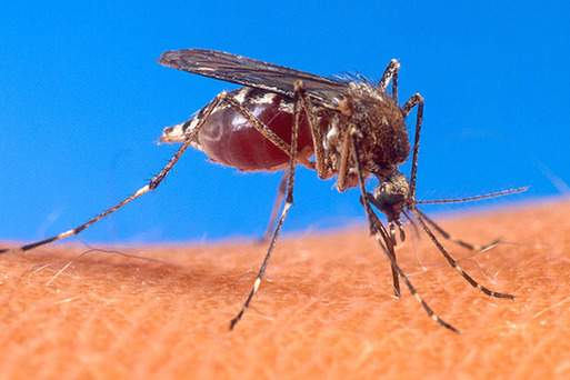Paraná divulga índice de infestação do mosquito da dengue em 20 municípios