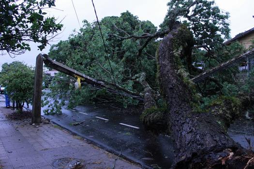 Árvore caída na esquina da Rua Getúlio Vargas com a Rua Ettore Giovine , em Paranavaí