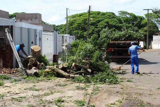 Árvore cortada na rua Miljuntin Cogej, em Paranavaí