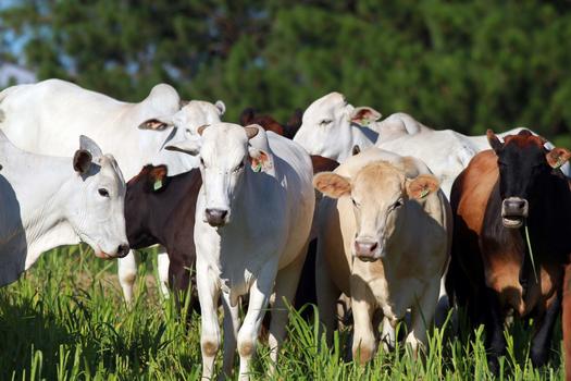 Paraná conquista reconhecimento nacional de Área Livre de Aftosa sem Vacinação