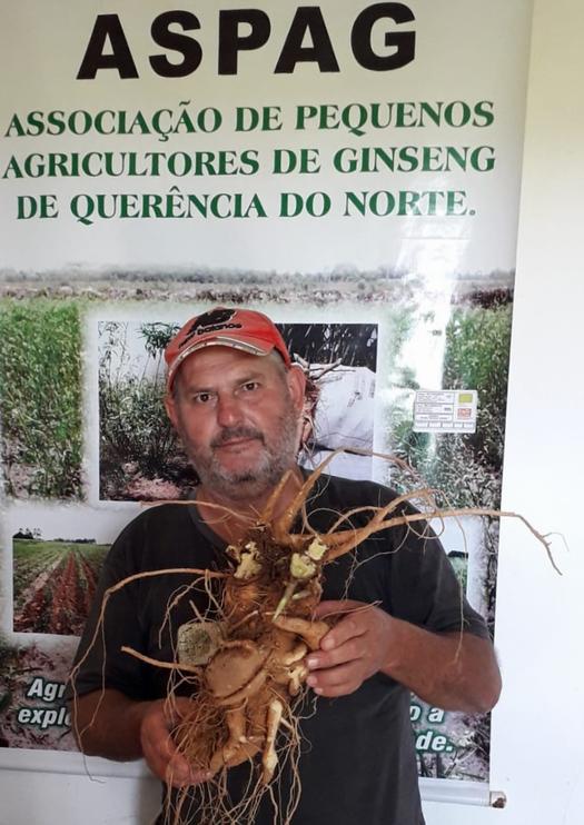 Pequenos produtores exportam ginseng brasileiro, em Querência do Norte