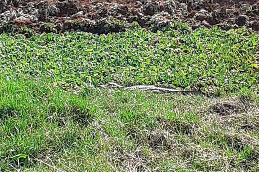 Jacaré encontrado em Paranavaí