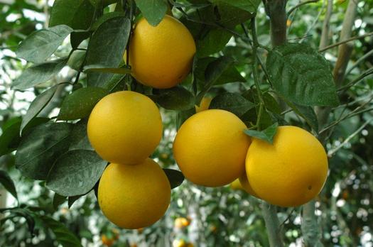 Estudo inédito avalia prejuízos causados por doença no plantio de citros, em Paranavaí