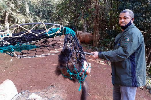 IAT resgata macaco-prego ferido em Paranavaí