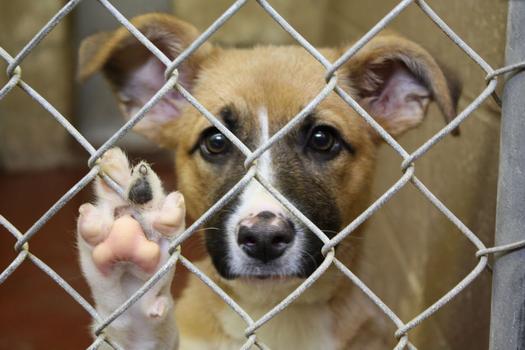 Maus tratos e abandono de animais podem gerar multas de até R$ 4 mil, em Paranavaí