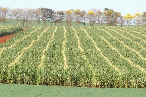 A produção de milho deverá ser menor em relação à safra passada por causa do recuo na área plantada em decorrência da queda dos preços.