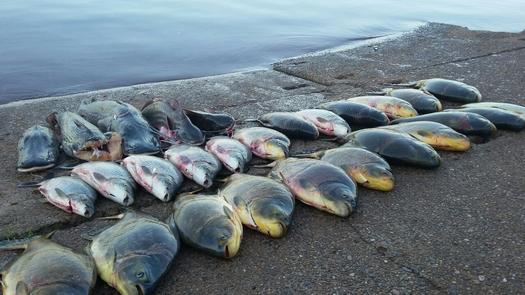 IAP apreende 50 quilos de peixe no Noroeste do Estado