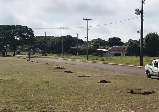 Município vai plantar 70 mudas de Ipê no Aeroporto Edu Chaves, em Paranavaí