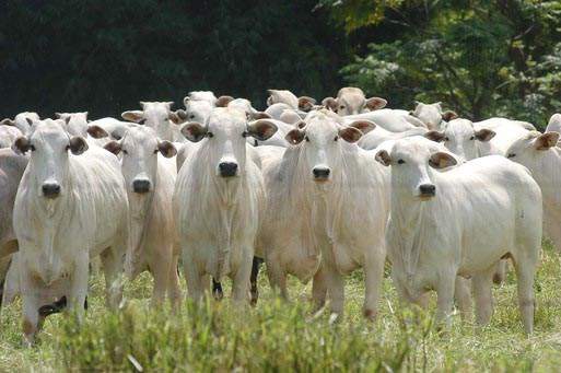 Faltando dez dias para terminar a primeira campanha de vacinação contra a febre aftosa desse ano, a Secretaria da Agricultura e do Abastecimento faz um alerta aos produtores para que não deixem de vacinar seus animais