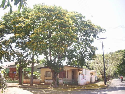Sombra da Sibipiruna a fez popular na arborização de cidades do sul e sudeste brasileiro