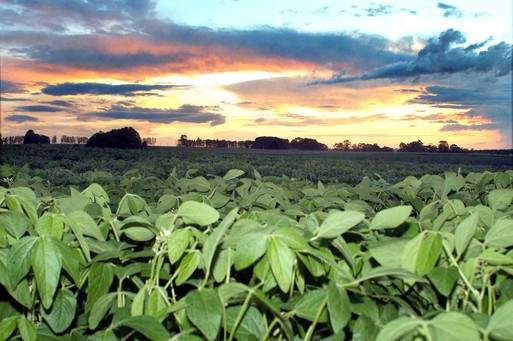 O aumento da produção de soja está sendo motivada pelo restabelecimento do clima e também pelo aumento de área plantada