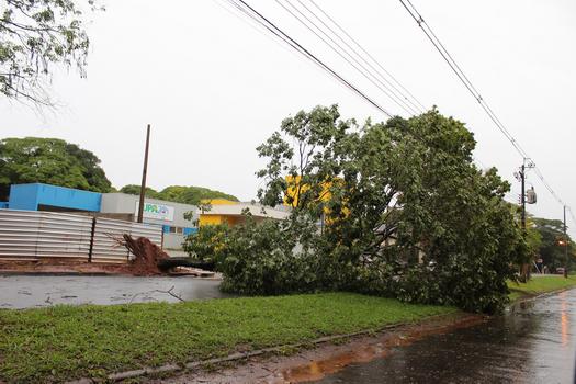 Árvores caídas no temporal de 30 de outubro, em Paranavaí