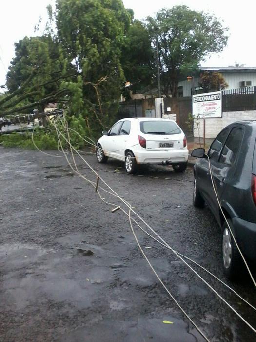 Árvores caídas no temporal de 30 de outubro, em Paranavaí