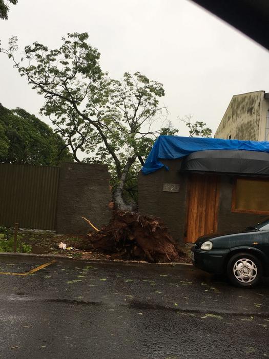 Árvore danifica muro, em Paranavaí