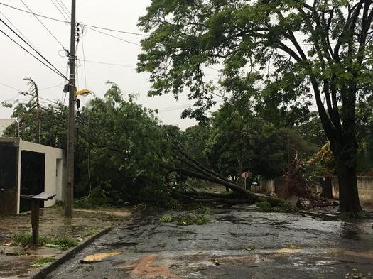 Árvores caídas romperam a fiação e derrubaram postes, em Paranavaí