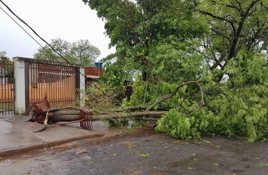 Árvores caídas no temporal de 30 de outubro, em Paranavaí