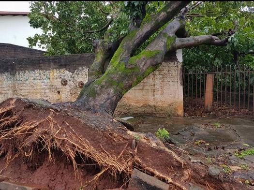 Árvores caídas no temporal de 30 de outubro, em Paranavaí