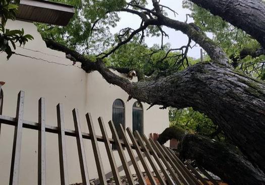 Árvores caídas no temporal de 30 de outubro, em Paranavaí