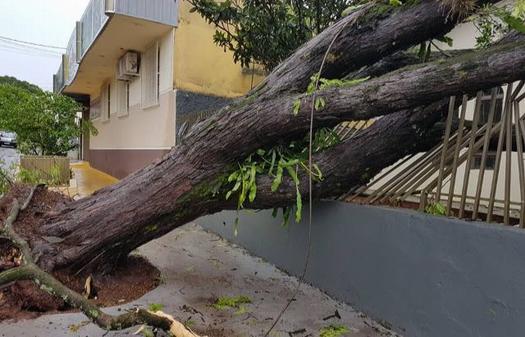 Árvores caídas no temporal de 30 de outubro, em Paranavaí