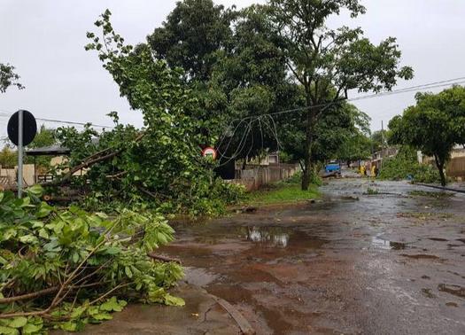 Árvores caídas no temporal de 30 de outubro, em Paranavaí