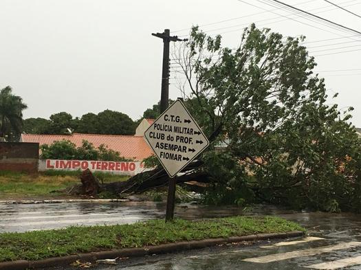 Árvore caída na avenida Tancredo Neves, em Paranavaí