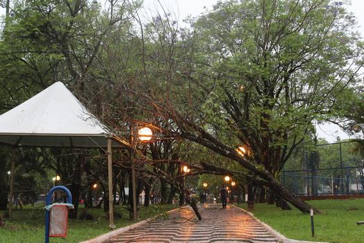 Árvore caída na Praça dos Pioneiros, em Paranavaí