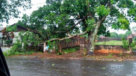 Árvore caída na Rua Sílvio Vidal, em Paranavaí