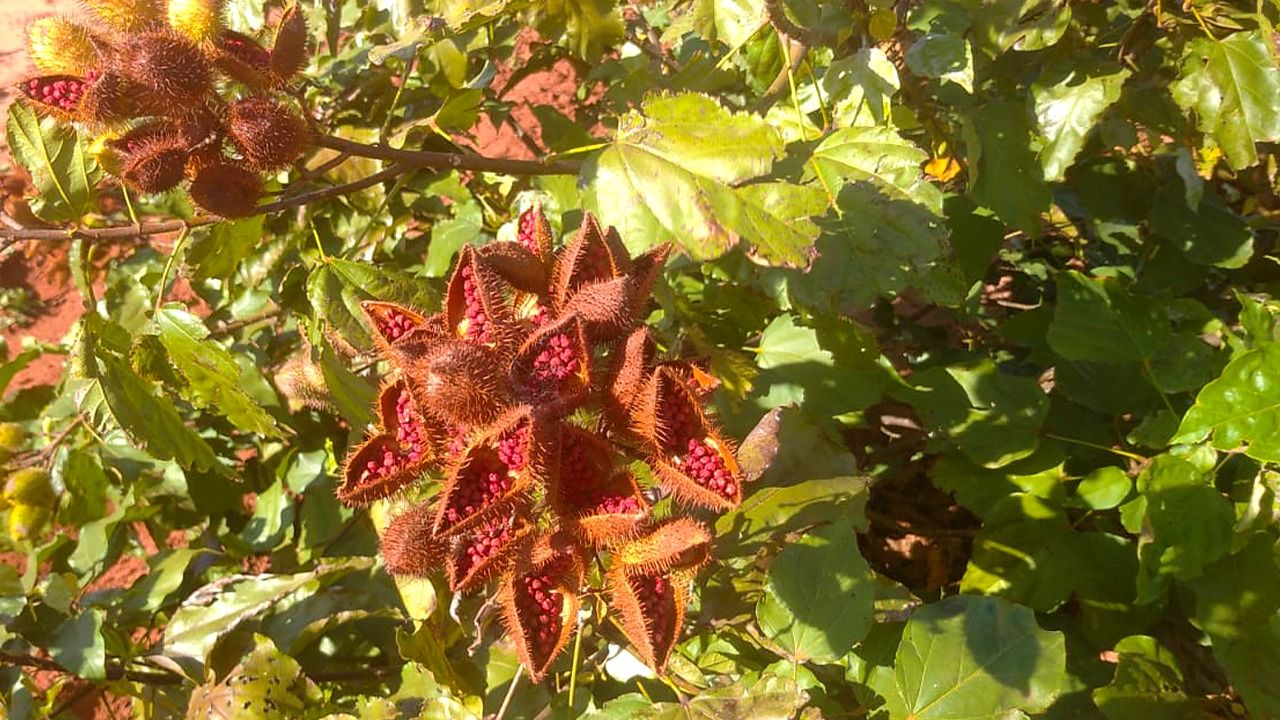 Produtores