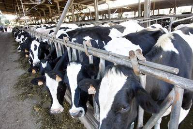 A Secretaria da Agricultura e do Abastecimento do Paraná está pleiteando junto ao Ministério da Agricultura a prorrogação da campanha estadual de vacinação contra a febre aftosa para até dia 12 de junho