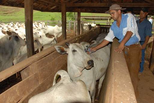 A campanha de vacinação contra febre aftosa realizada no Paraná, em maio, atingiu 96% do rebanho de bovinos e bubalinos do Estado