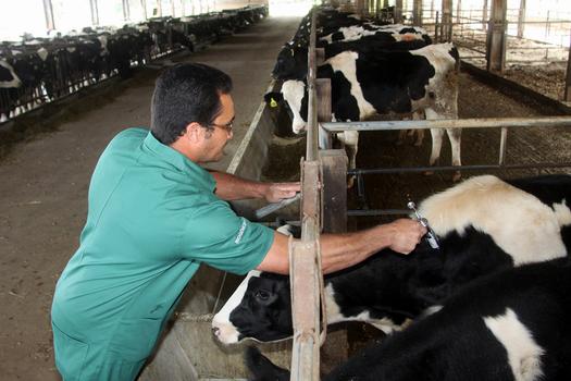 Campanha de vacinação contra aftosa