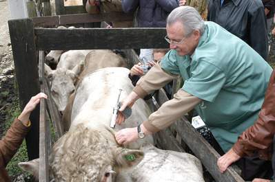 A Secretaria da Agricultura e do Abastecimento está preparando a primeira etapa da campanha de vacinação contra febre aftosa de 2010. O governador Orlando Pessuti vacina o gado contra aftosa em 2009